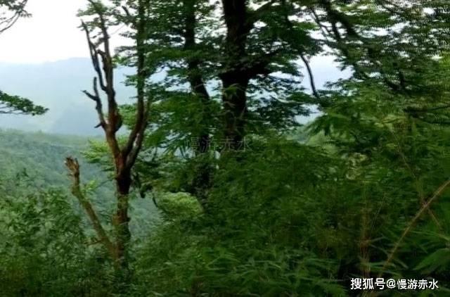 胃痛胃酸,肠胃不好,喝点百结猴菇茶能有帮助吗?-中文问答网站